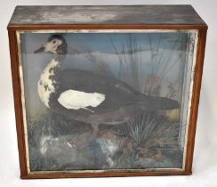 A Victorian taxidermy goose on a naturalistic rocky and grassy base, with painted blue background,