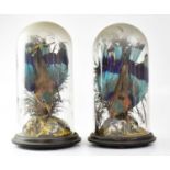 A pair of Victorian taxidermy India Roller birds, each mounted in diving positions within