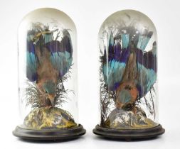 A pair of Victorian taxidermy India Roller birds, each mounted in diving positions within