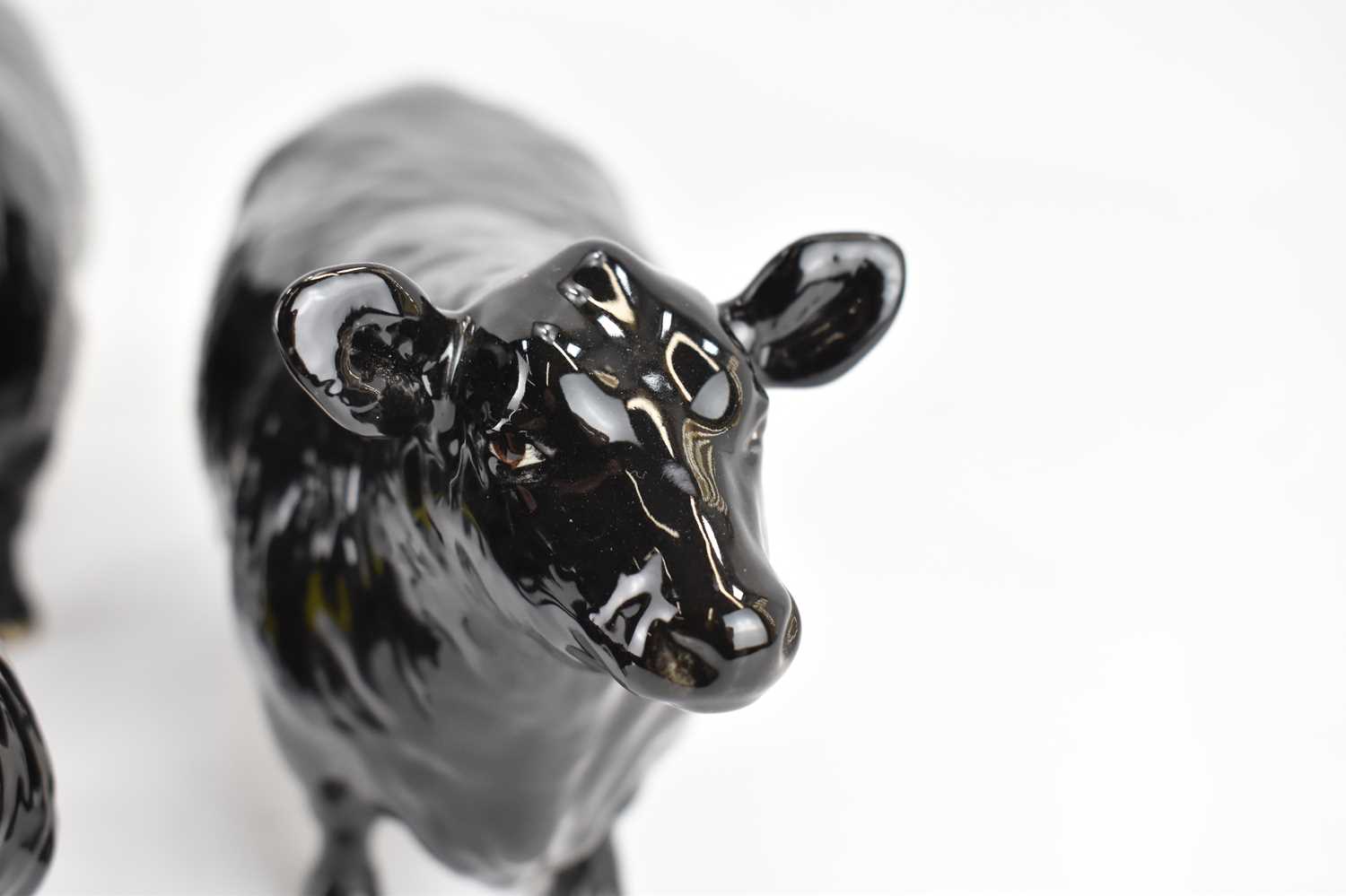 BESWICK; an Aberdeen Angus family group, comprising Bull 1562, Cow 1563 and Calf 1827A, marked to - Image 3 of 5