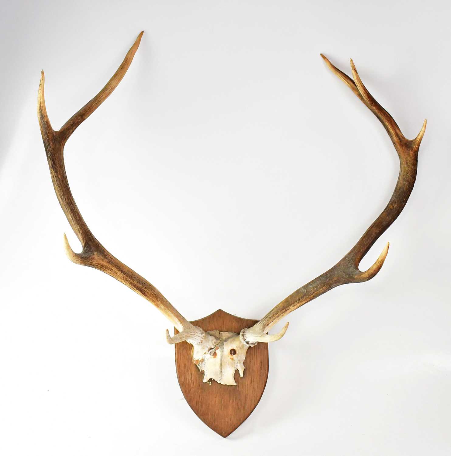 A pair of deer antlers mounted on a shield-shaped base, height 70cm. Condition Report: From the