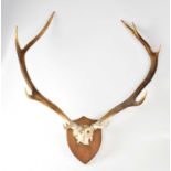 A pair of deer antlers mounted on a shield-shaped base, height 70cm. Condition Report: From the