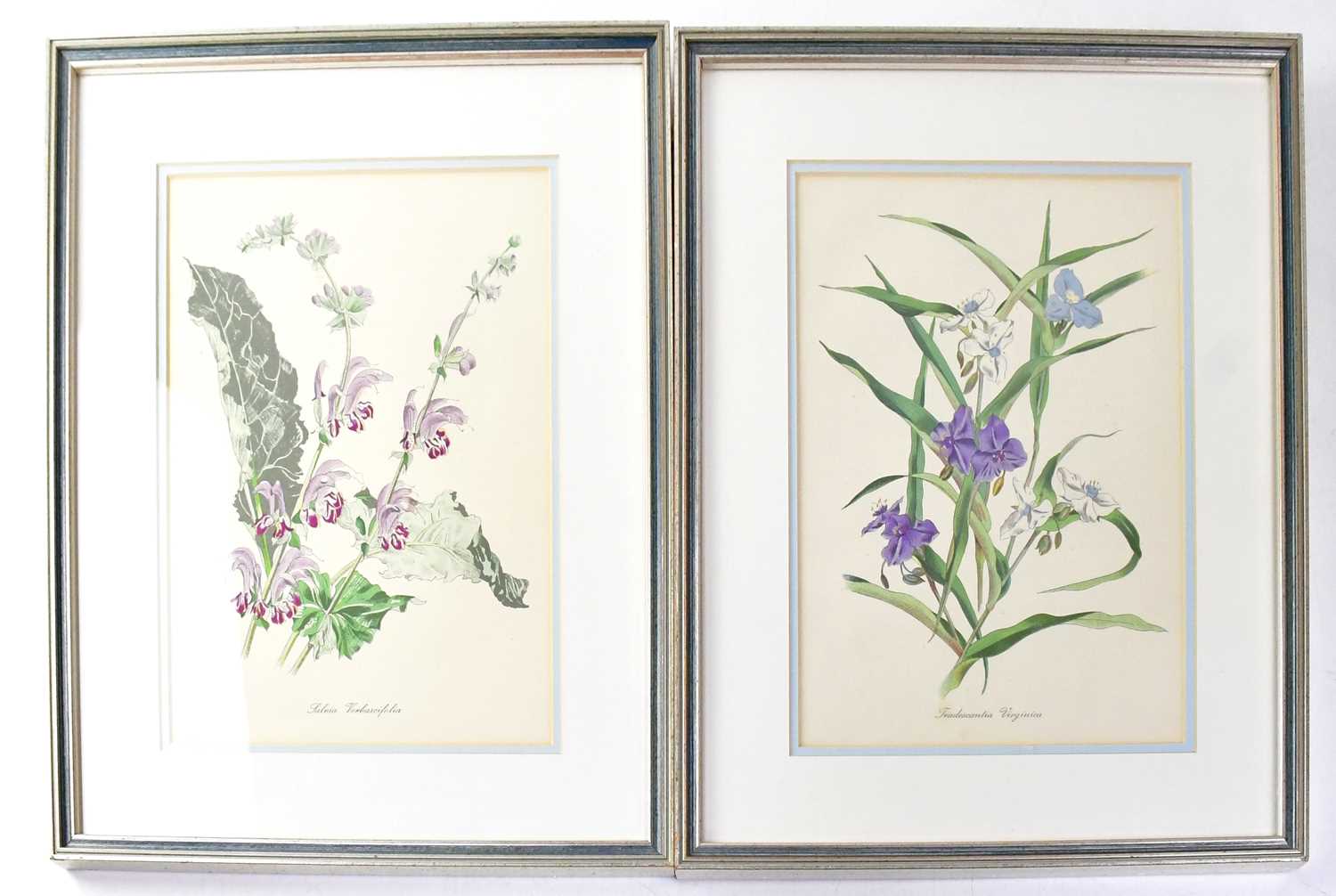 JOHN NASH (1893-1977); a set of twelve colour lithographs, English Garden Flowers, printed by W S - Image 6 of 6