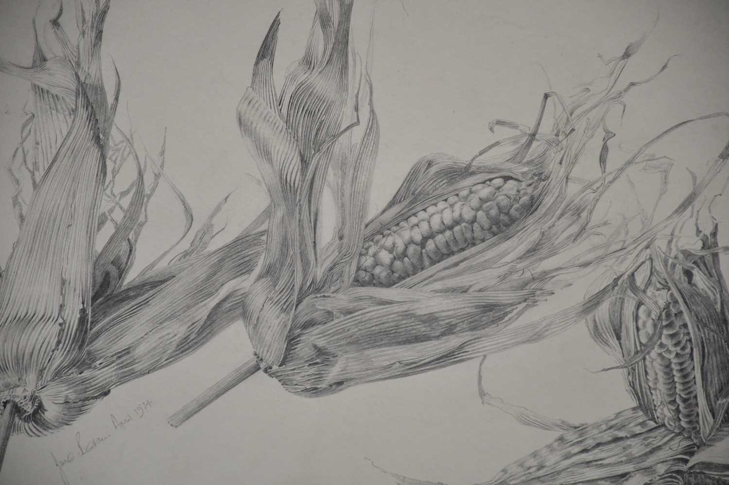 † JUNE BEVAN; drawing, 'Corn on the Cob', signed lower left, 34 x 55cm, framed and glazed. - Image 2 of 2