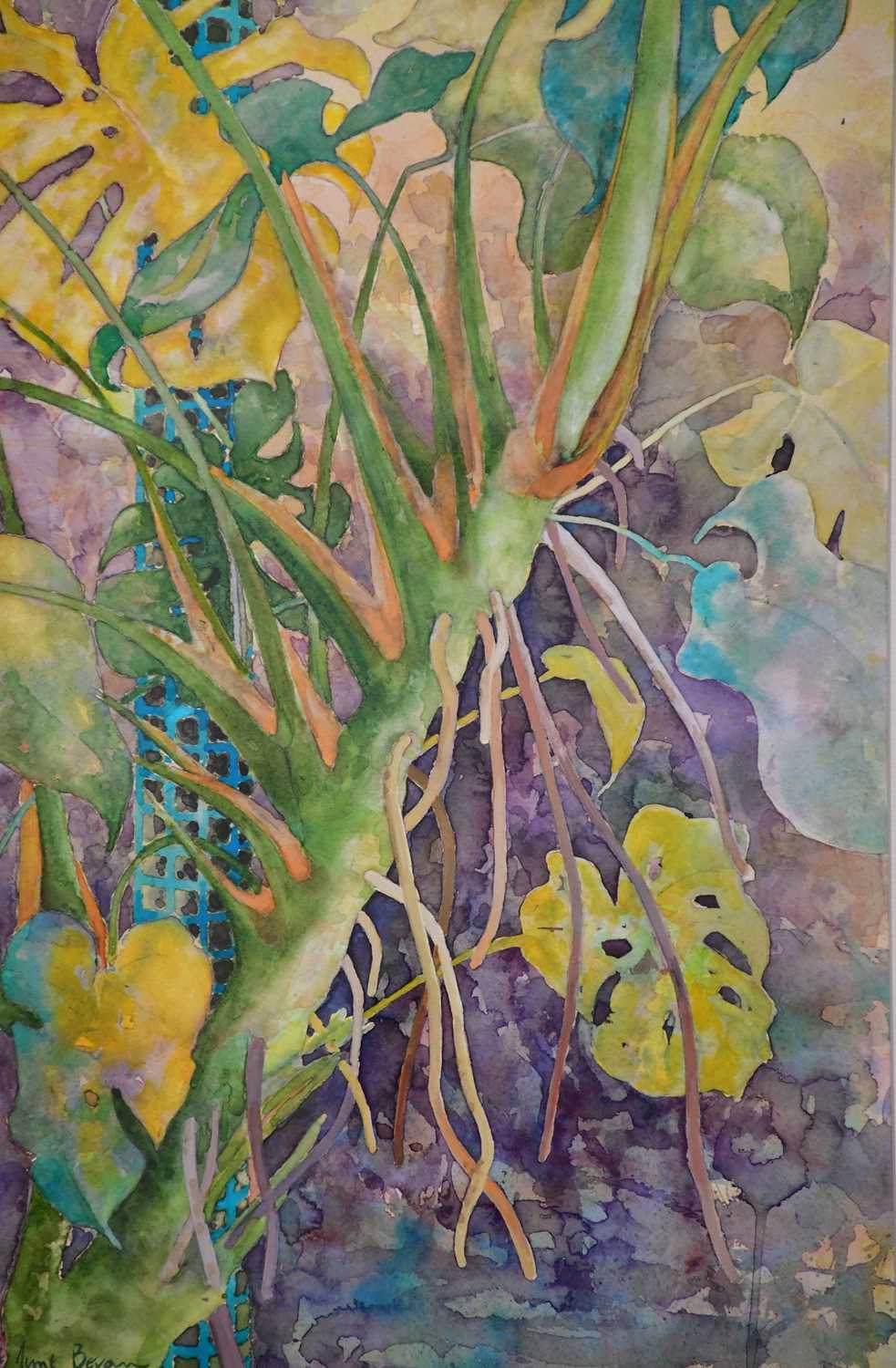 † JUNE BEVAN; watercolour, 'Wild Monstera Deliciosa (Swiss Cheese Plant)', signed lower left, 51 x - Image 2 of 2