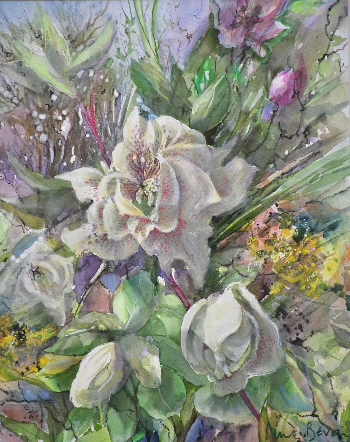 † JUNE BEVAN; watercolour, 'Double Helleborus Niger', signed lower right, 35 x 28cm, framed and - Bild 2 aus 2