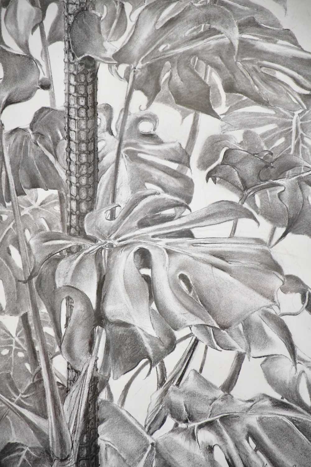 † JUNE BEVAN; charcoal drawing, 'Monstera Deliciosa', signed lower right, 58 x 41cm, framed and - Image 2 of 2