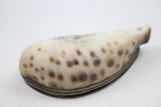 Cowry Shell Snuff Box with unmarked silver lid and dated 1854. 3 inches in length //