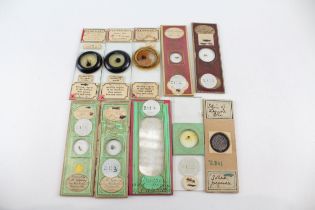 Antique Victorian Entomology Insect Microscope Slides Inc Honey Bee Head Etc // In antique condition