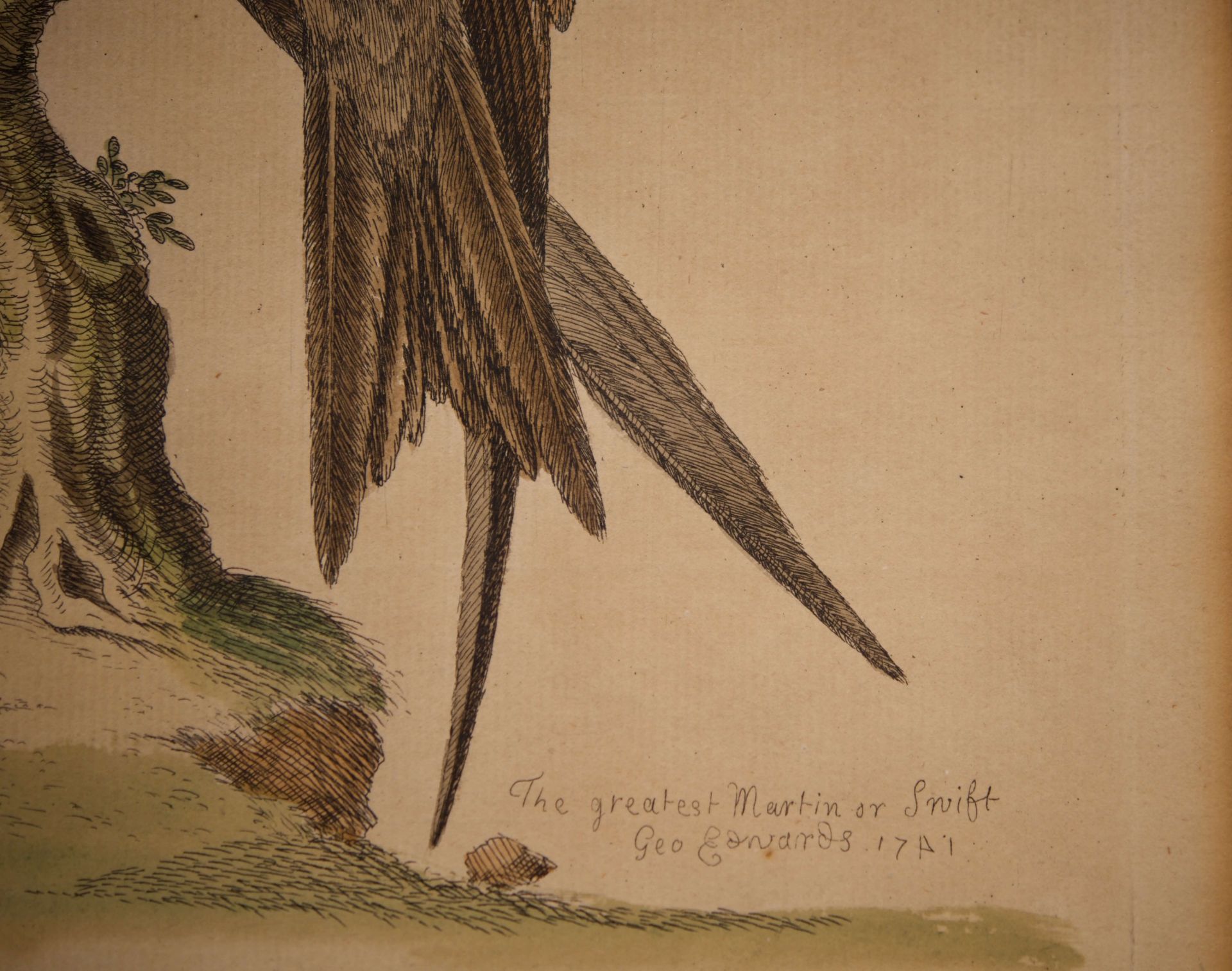 Georg Edwards 1694-1773 Ornitologische Studien |George Edwards 1694-1773 Ornitological Studies - Bild 4 aus 5