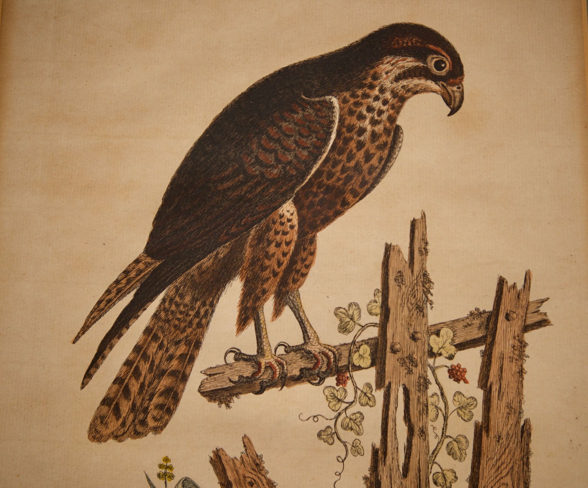 Georg Edwards 1694-1773 Ornitologische Studien |George Edwards 1694-1773 Ornitological Studies - Image 4 of 5