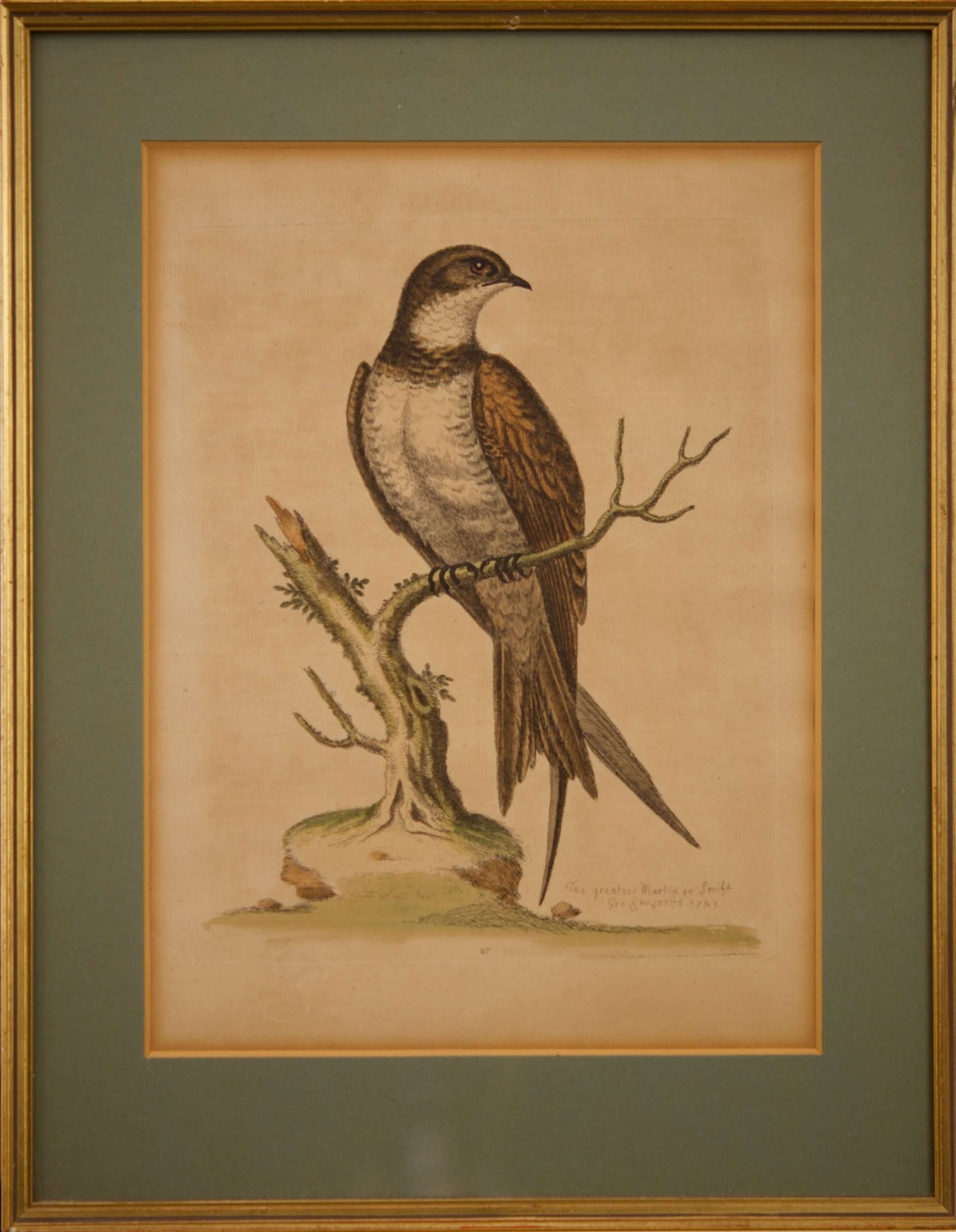 Georg Edwards 1694-1773 Ornitologische Studien |George Edwards 1694-1773 Ornitological Studies
