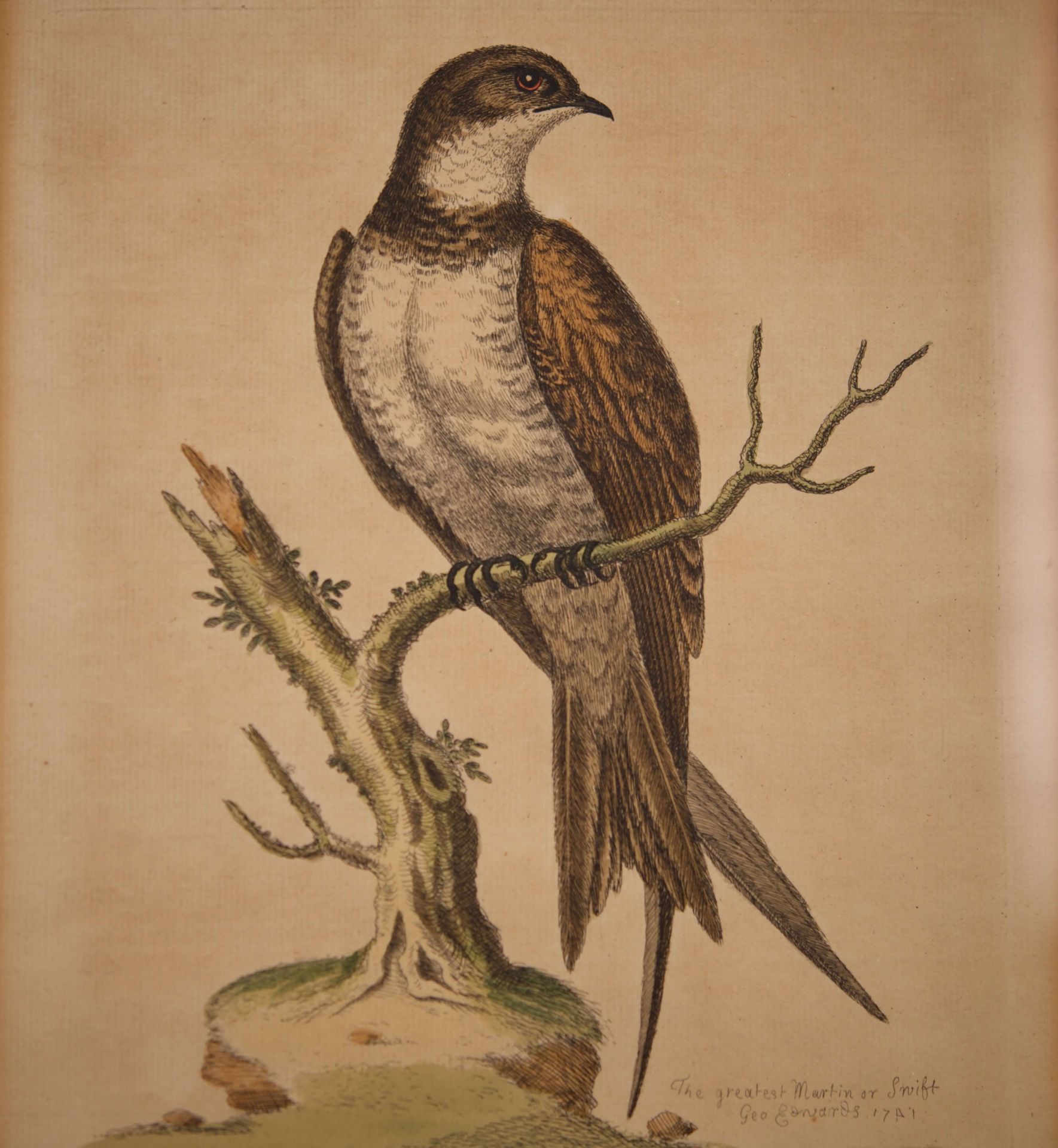 Georg Edwards 1694-1773 Ornitologische Studien |George Edwards 1694-1773 Ornitological Studies - Bild 5 aus 5