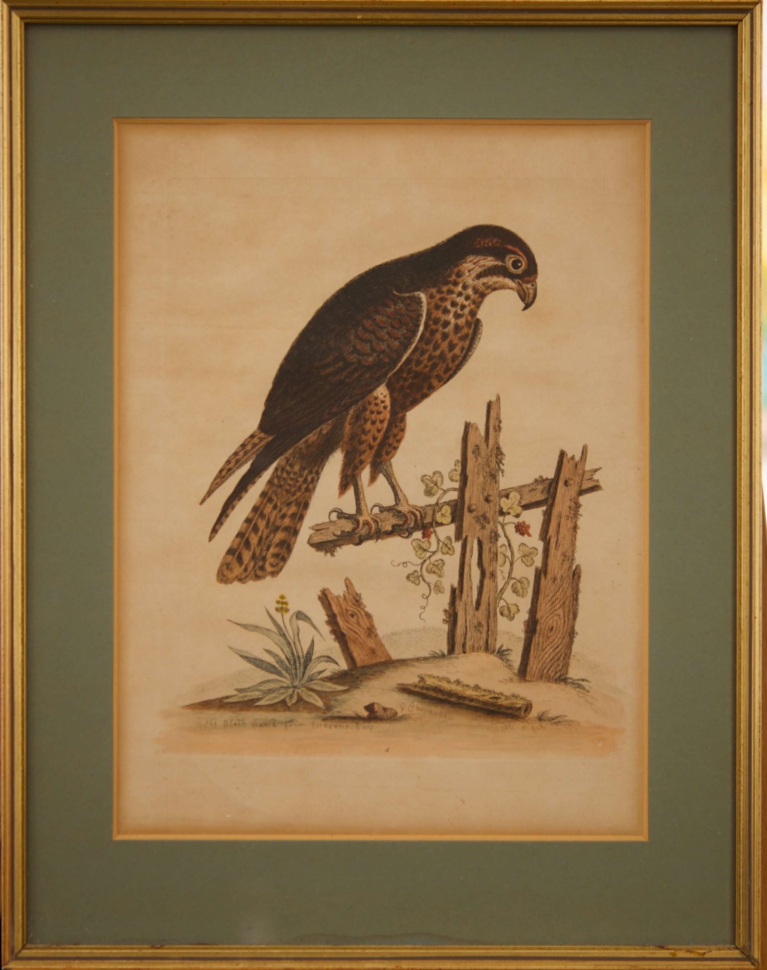 Georg Edwards 1694-1773 Ornitologische Studien |George Edwards 1694-1773 Ornitological Studies