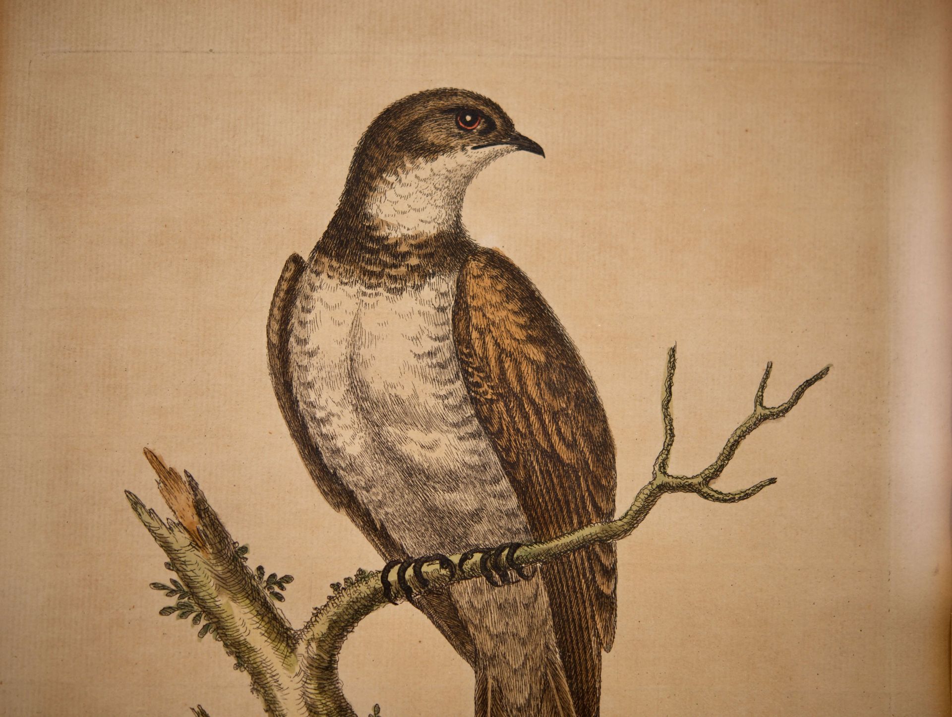 Georg Edwards 1694-1773 Ornitologische Studien |George Edwards 1694-1773 Ornitological Studies - Bild 2 aus 5