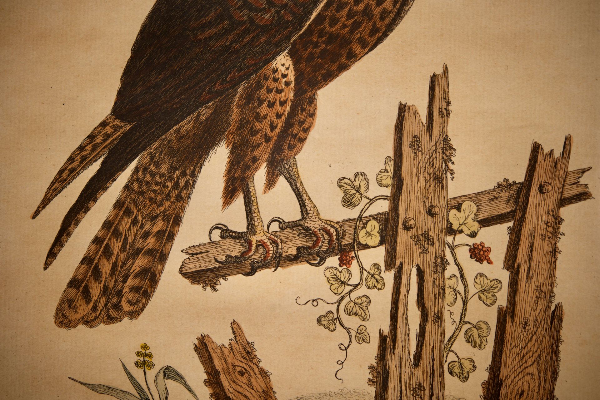 Georg Edwards 1694-1773 Ornitologische Studien |George Edwards 1694-1773 Ornitological Studies - Image 3 of 5