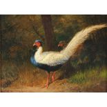Julius SCHEUERER (1859-1913) pheasants,