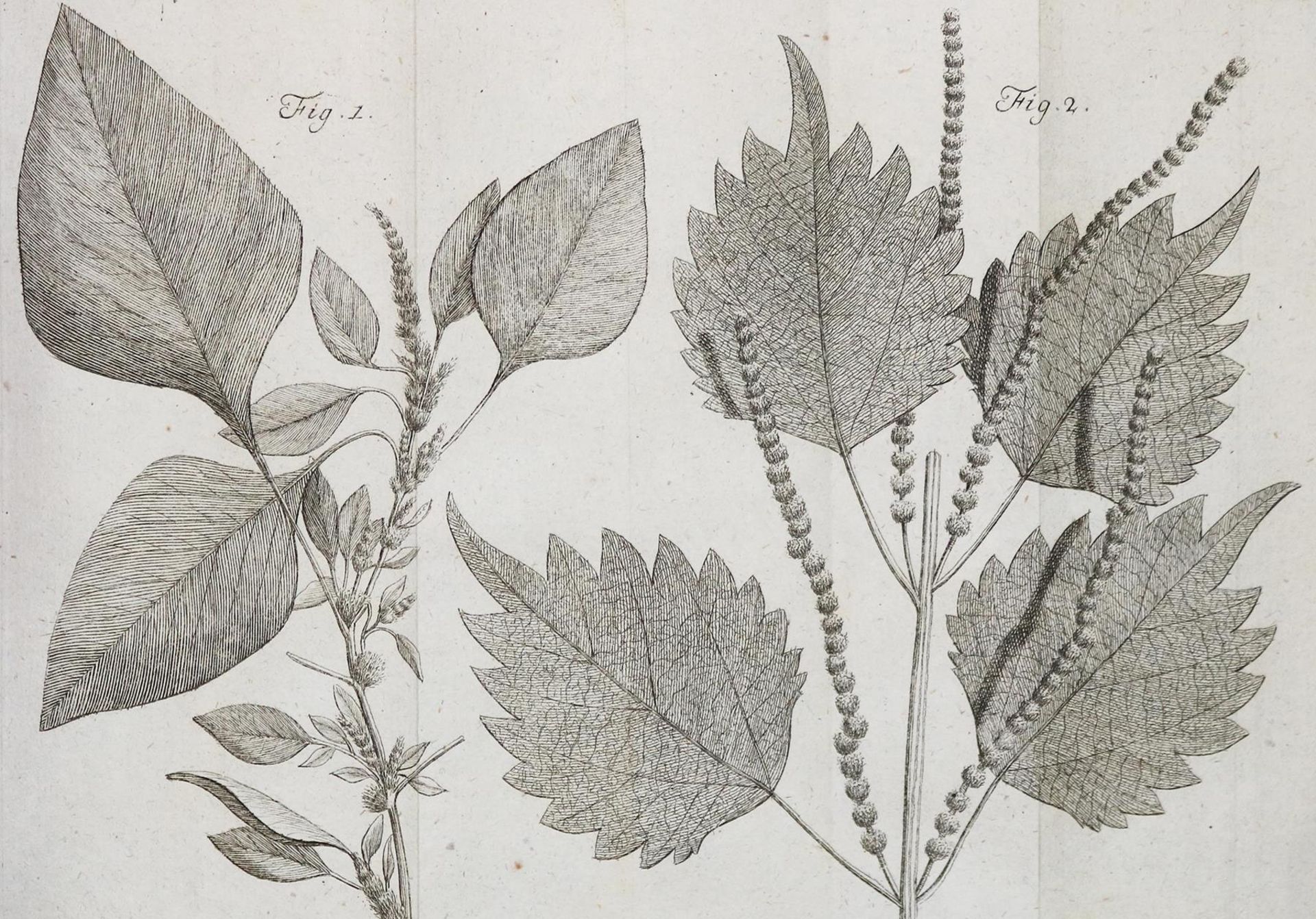 Linné,C.v. - Image 3 of 5