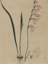 Gladiolus Carneus.