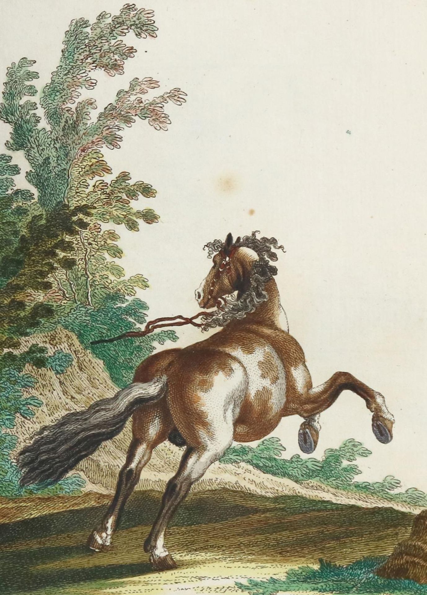 Ridinger,J.E. - Image 8 of 14