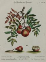 Apfel.