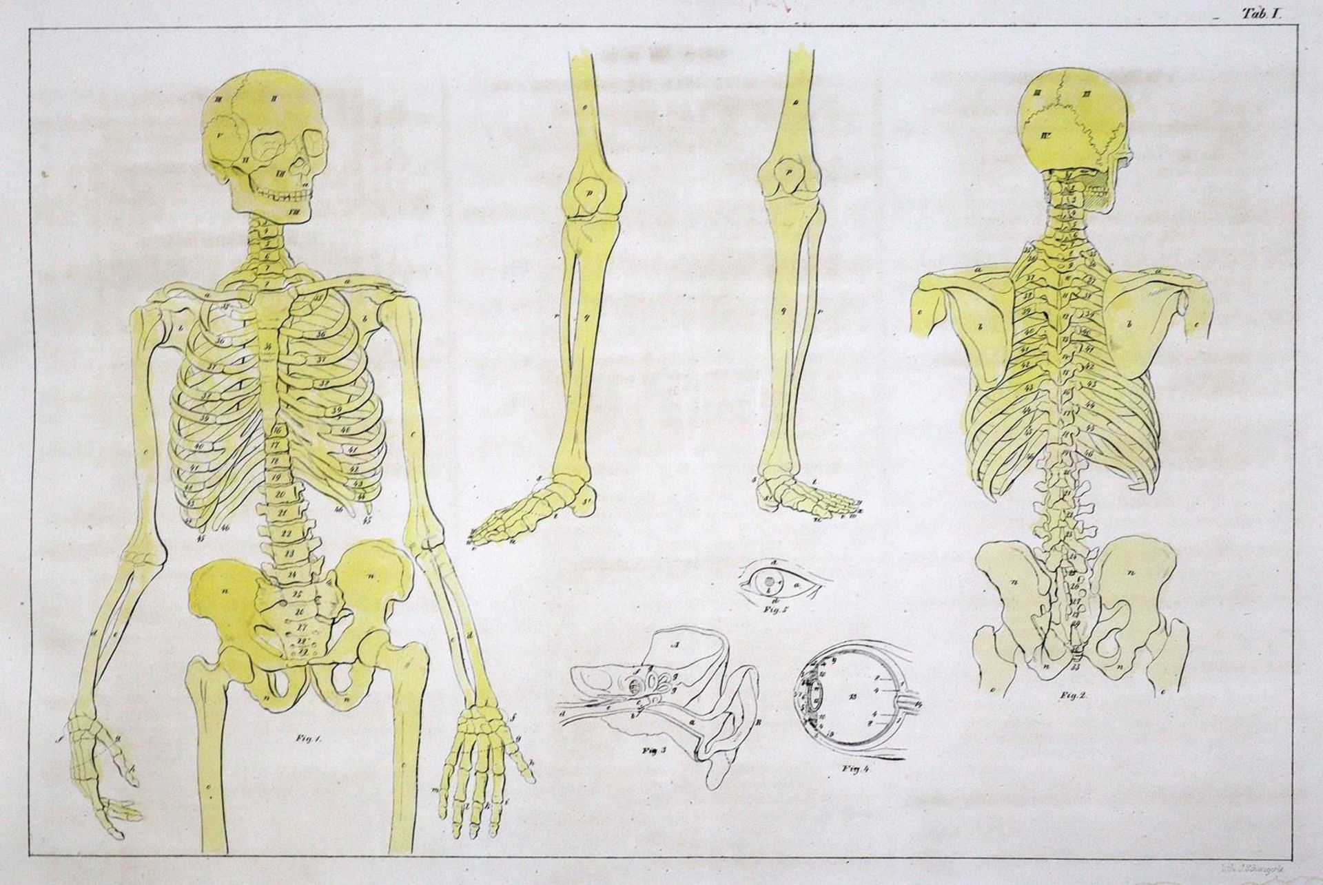 Naturhistorische Bildersammlung - Bild 4 aus 9