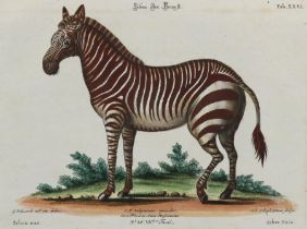 Zebra.