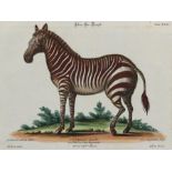 Zebra.