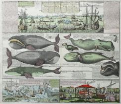 Tiere. Wale. Historia Animantium Marinorum Iconographica & quidem Repræsenatio ejus Specialis I,