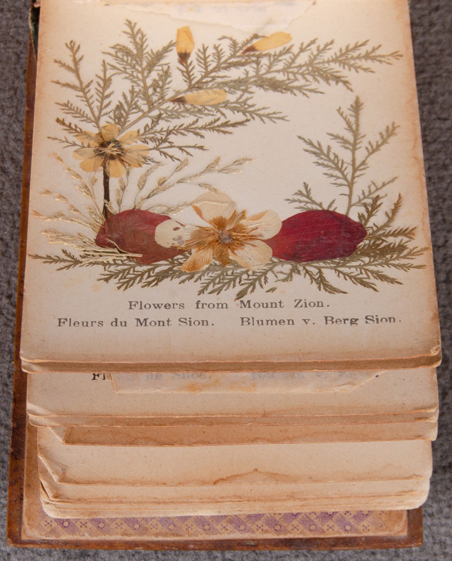„Flowers from the Holy Land“. Album, wohl um 1900, mit gepressten Blumen und Holzumband, beschriftet - Bild 5 aus 5