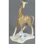 Giraffe. Hutschenreuther 20. Jh. Porzellan, naturalistisch modelliert und staffiert; am Boden