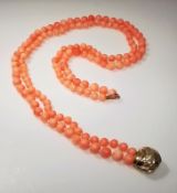 Engelshaut-Korallenkette