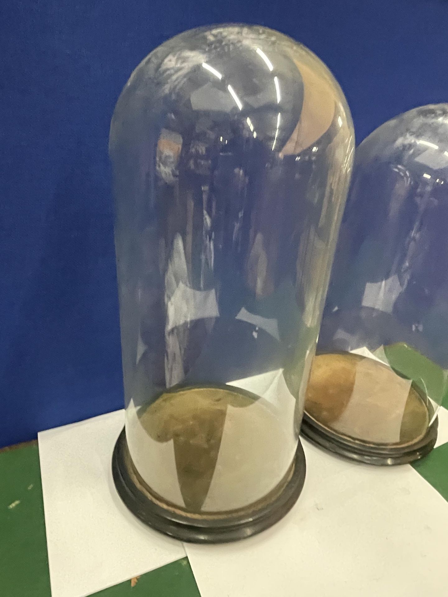 TWO TALL GLASS DOMES ON WOODEN BASES - 41CM AND 44 CM APPROX. - Image 2 of 4