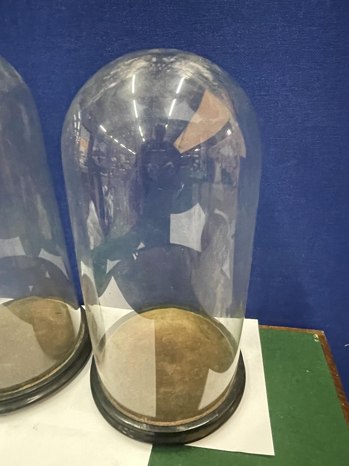 TWO TALL GLASS DOMES ON WOODEN BASES - 41CM AND 44 CM APPROX. - Image 3 of 4