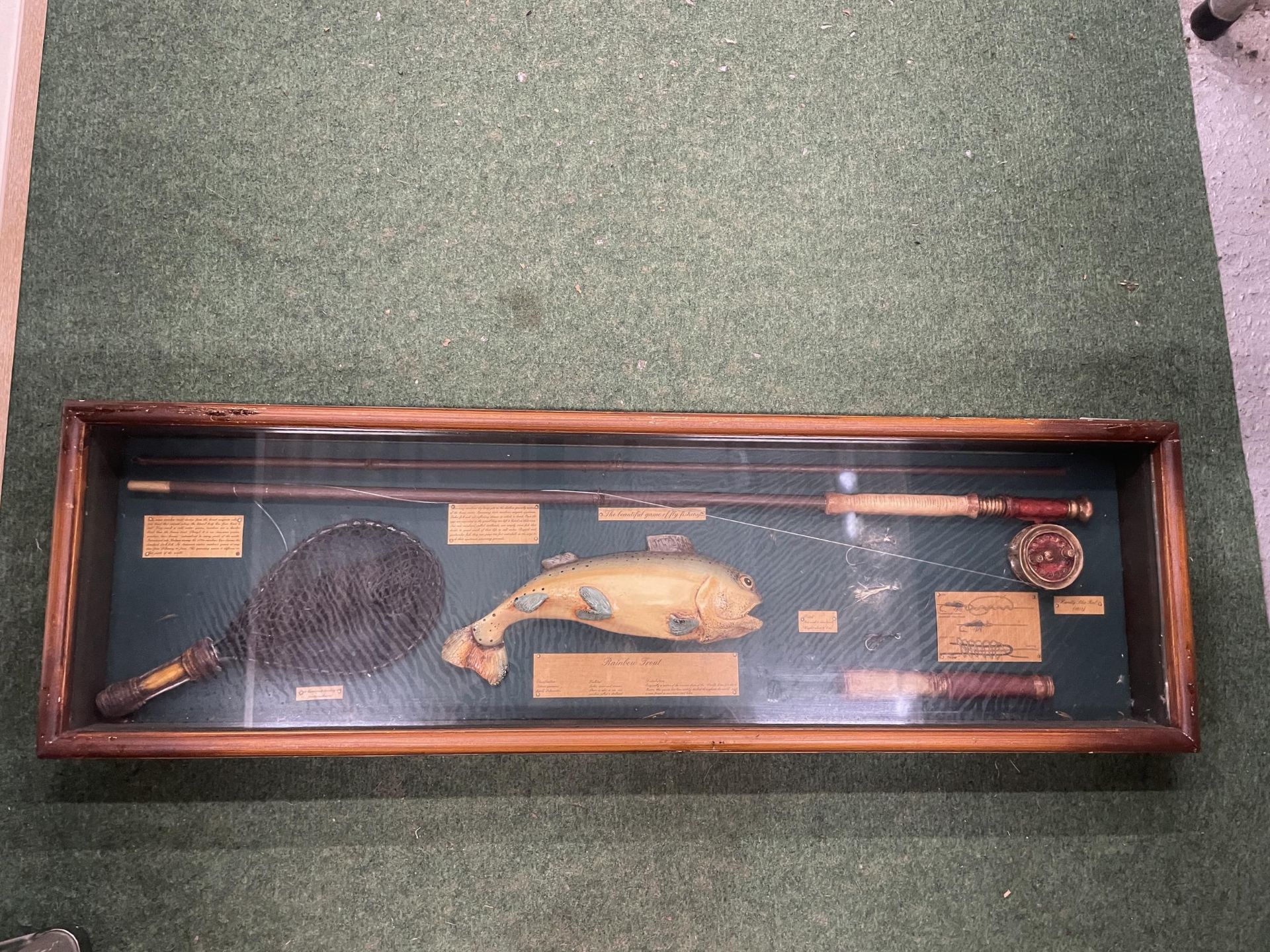 A VINTAGE RAINBOW TROUT FLY FISHING DISPLAY CASE