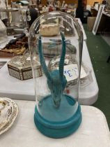A TURQUOISE ANIMAL SKULL IN A GLASS DOME