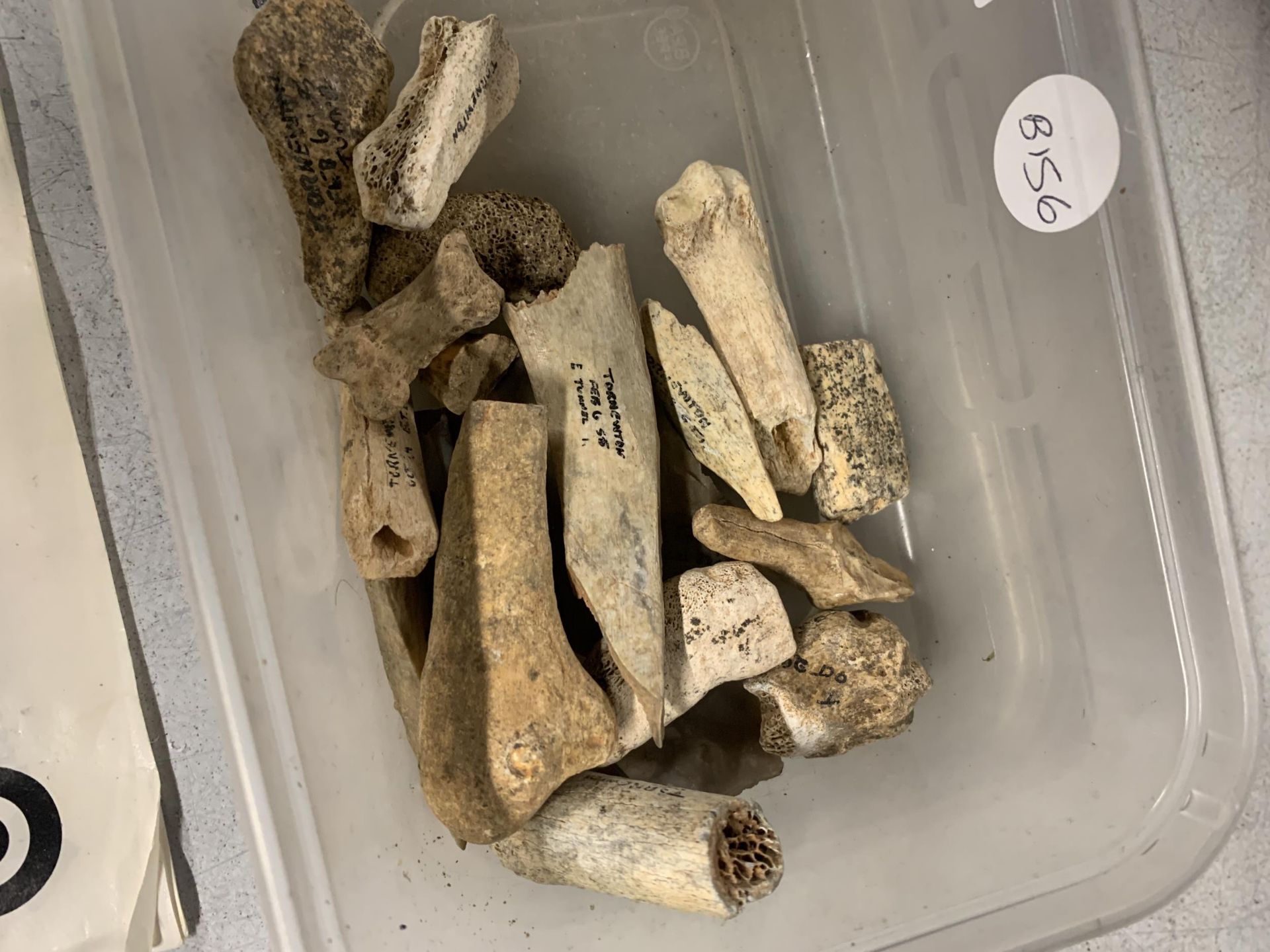 A TUB OF ASSORTED BONES ETC - Bild 2 aus 2