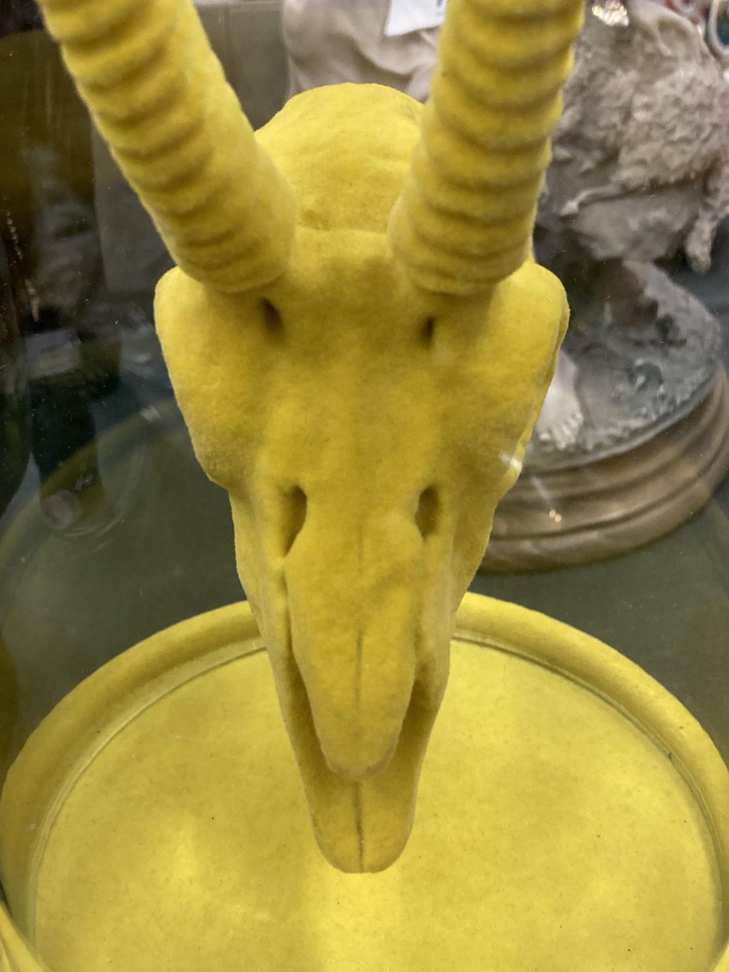 A YELLOW ANIMAL SKULL IN A GLASS DOME - Image 2 of 4