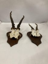 TWO PART SKULLS WITH HORNS MOUNTED ON WOOD
