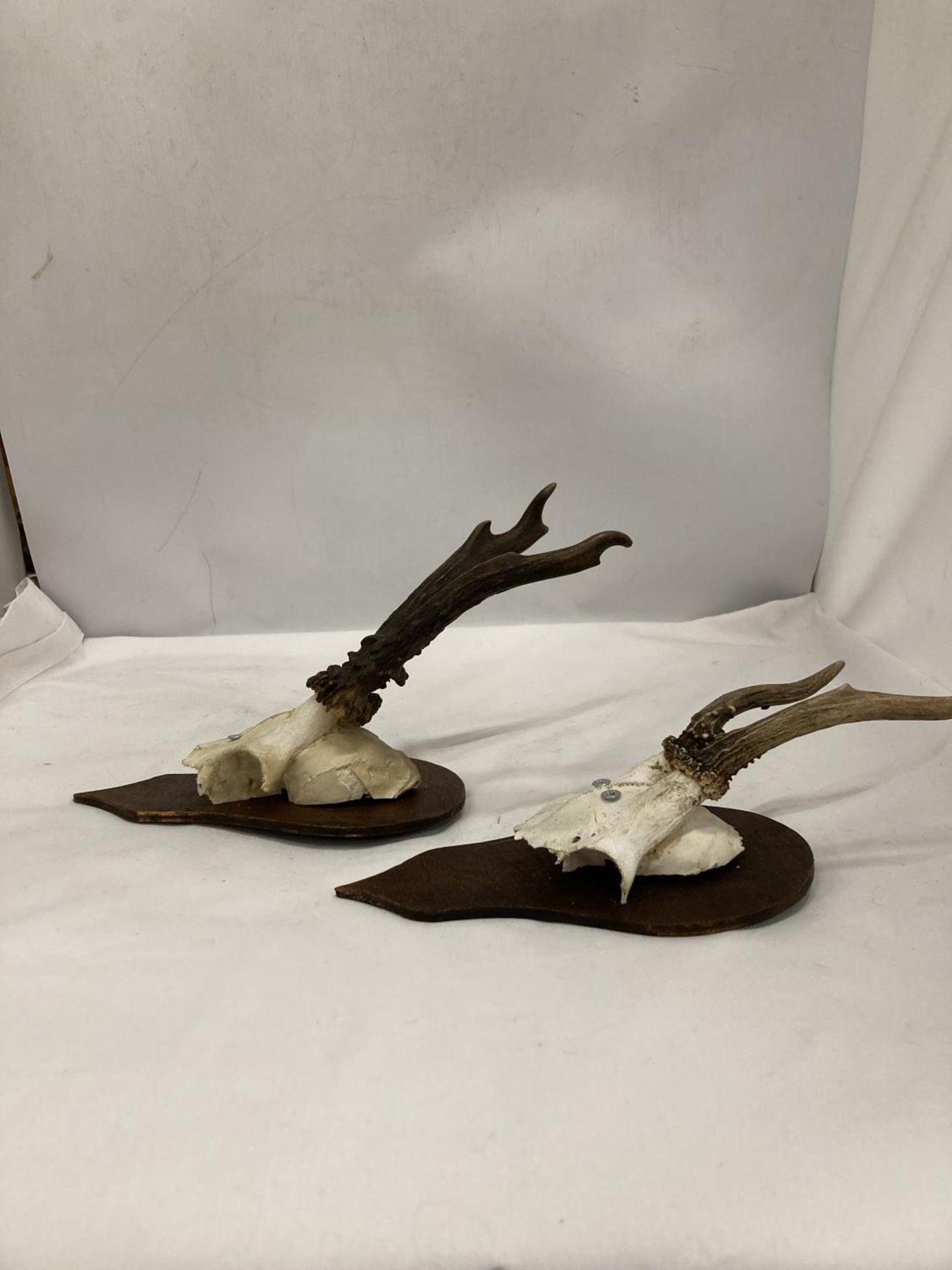 TWO PART SKULLS WITH HORNS MOUNTED ON WOOD - Image 3 of 4