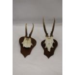 TWO SKULLS WITH ANTLERS MOUNTED ON WOOD