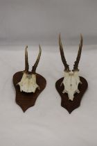 TWO SKULLS WITH ANTLERS MOUNTED ON WOOD
