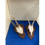 TWO SMALL SKULLS WITH ANTLERS MOUNTED ON SHIELD SHAPED PLINTHS