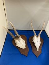 TWO SMALL SKULLS WITH ANTLERS MOUNTED ON SHIELD SHAPED PLINTHS