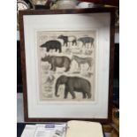 A FRAMED ANTIQUE PRINT OF A TAPIR, HIPPO, ZEBRA, ELEPHANT AND OTHER ANIMALS