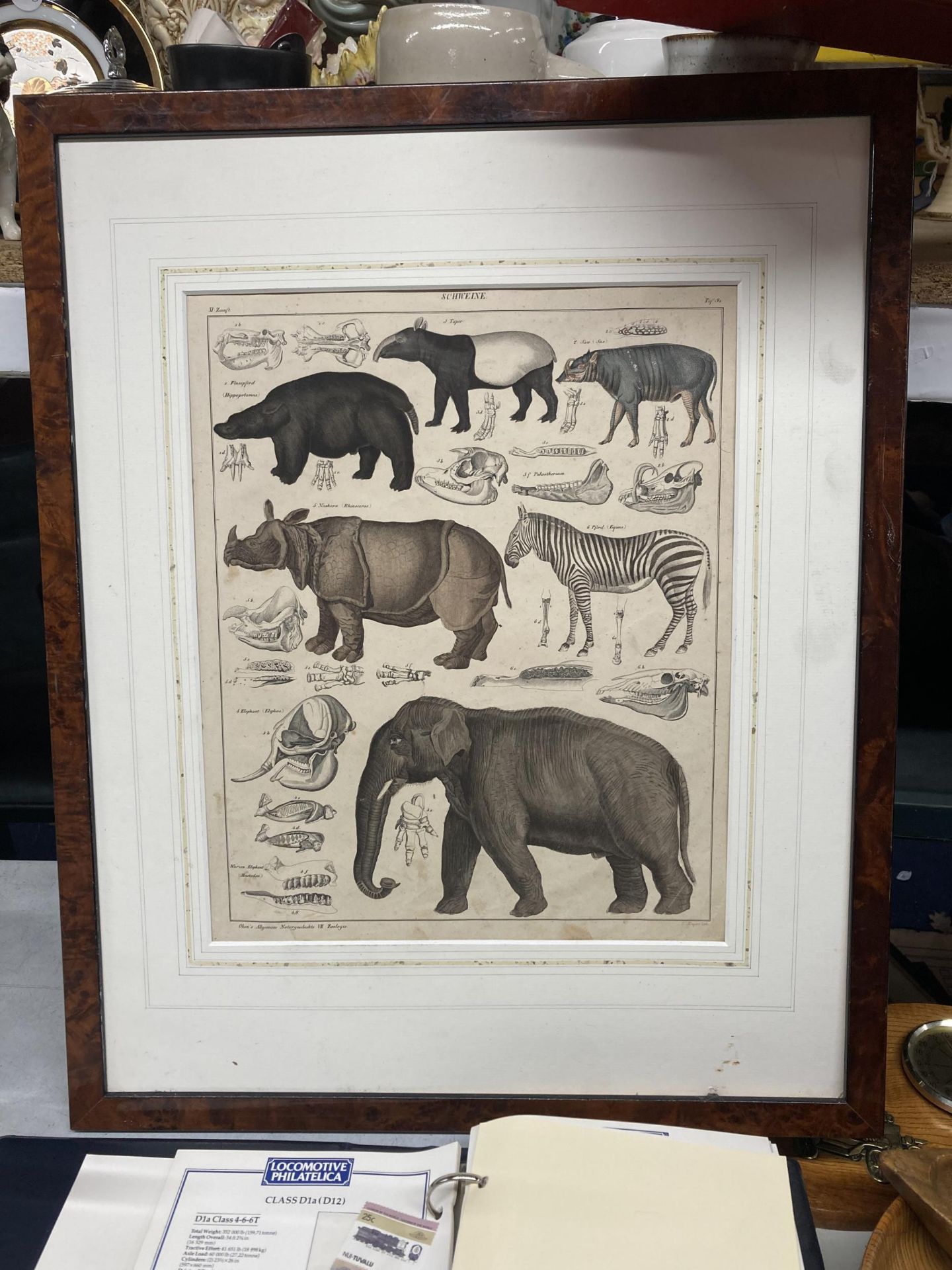 A FRAMED ANTIQUE PRINT OF A TAPIR, HIPPO, ZEBRA, ELEPHANT AND OTHER ANIMALS