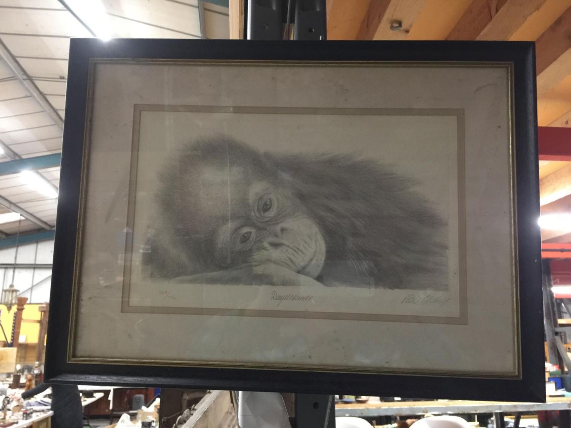 A FRAMED AND SIGNED LIMITED EDITION 269/750 PRINT OF AN ORANGUTAN DAYDREAMER BY PETER HILDICK