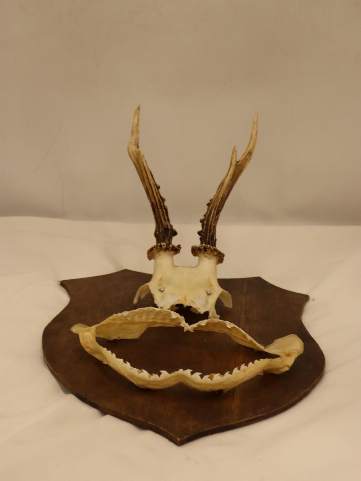 A PART OF A SKULL WITH HORNS AND TEETH ON A WOODEN SHIELD SHAPED PLAQUE - Image 2 of 4