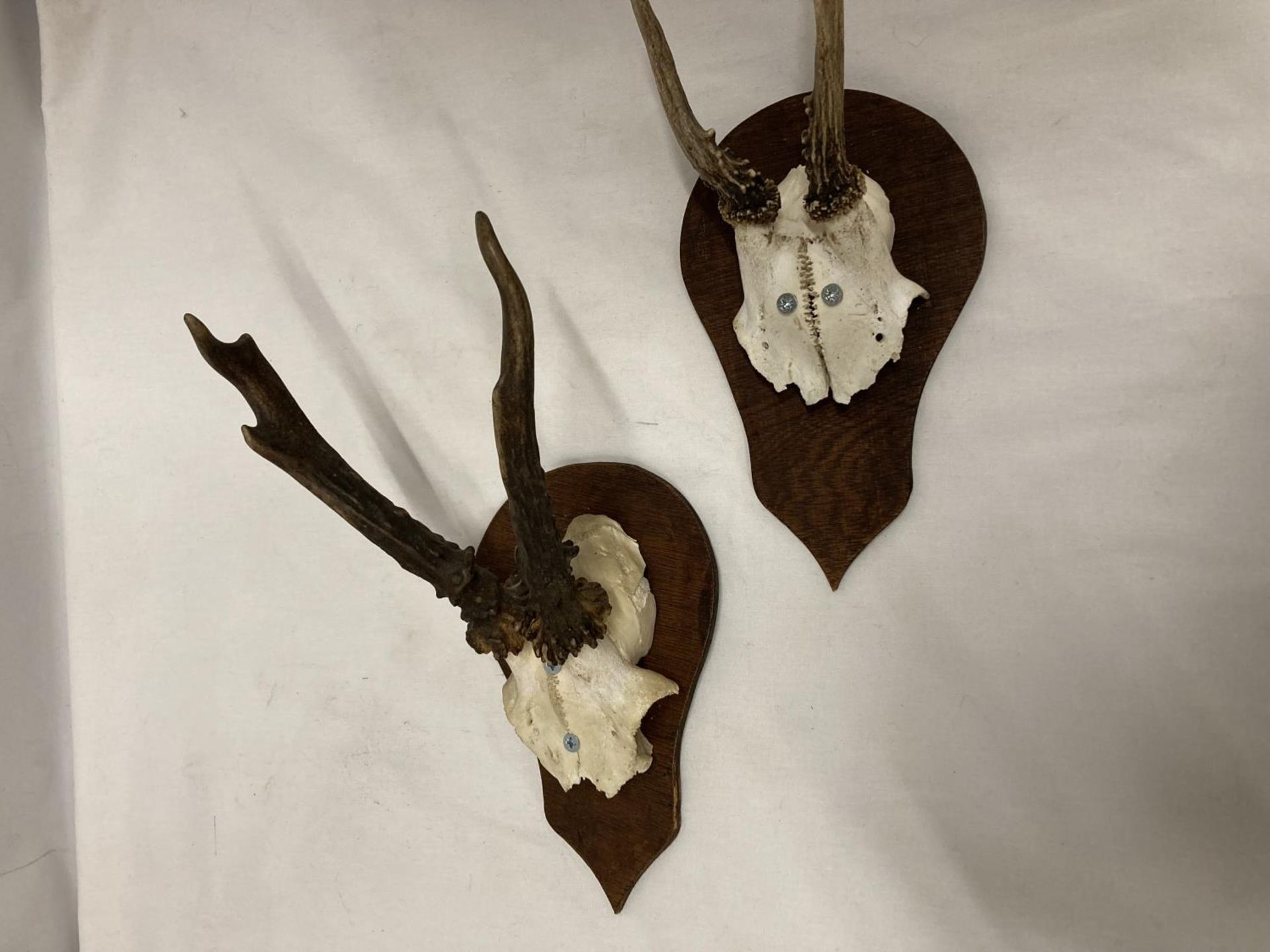 TWO PART SKULLS WITH HORNS MOUNTED ON WOOD - Bild 4 aus 4