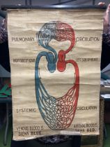A TEACHING AID POSTER ABOUT THE HEART